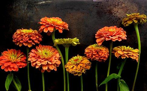 Zinnia Flower photo