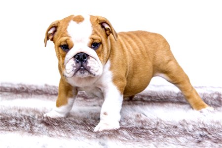 Bulldog Puppy Animal