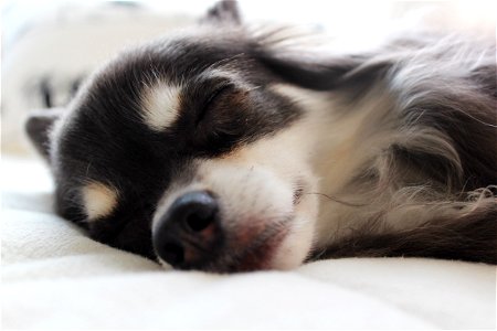 Chihuahua Dog Sleeping photo