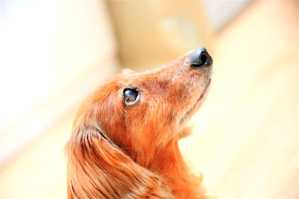 Dachshund Dog photo