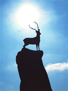 Deer Rock Silhouette photo
