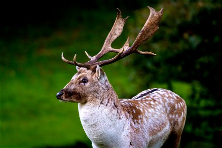 Deer Animal photo