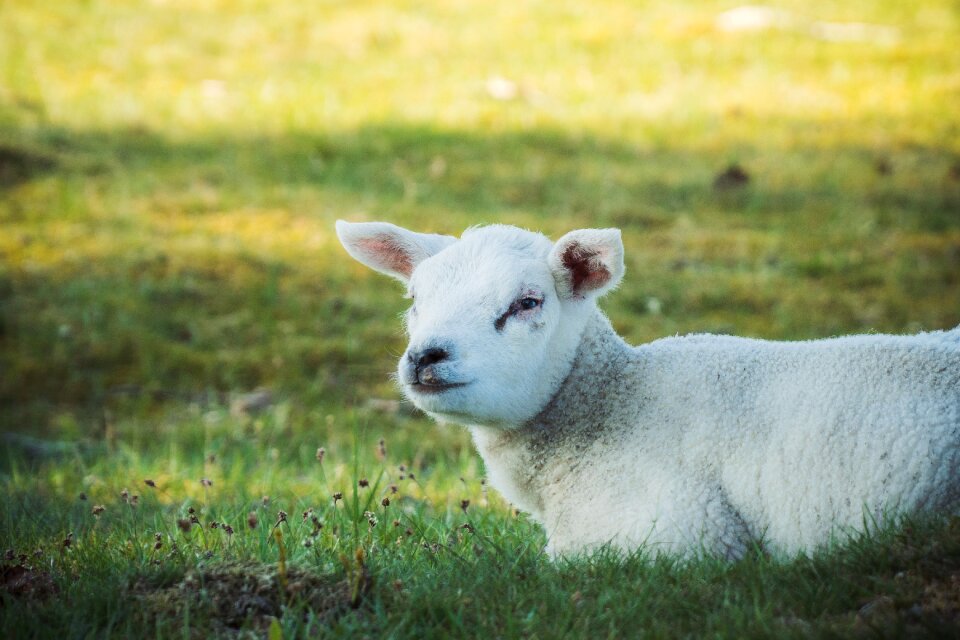 Animal livestock wool