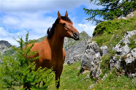 Horse Animal