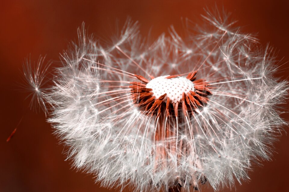 Close up pointed flower plant