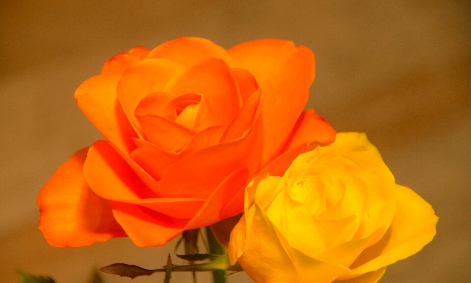 Nature love orange