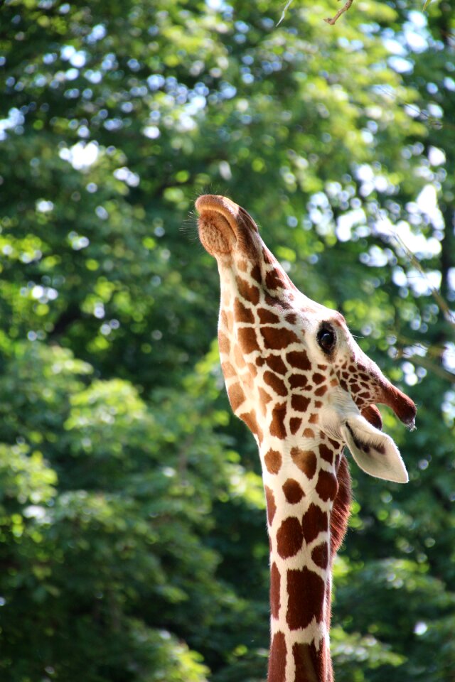 Zoo background green stretches neck