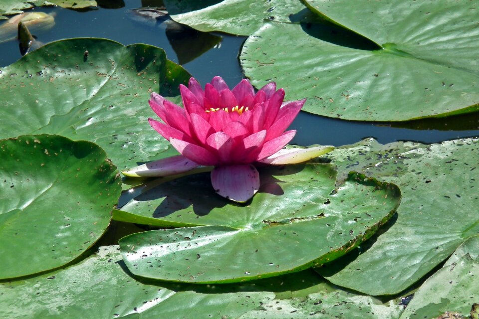 Pond foliage closeup