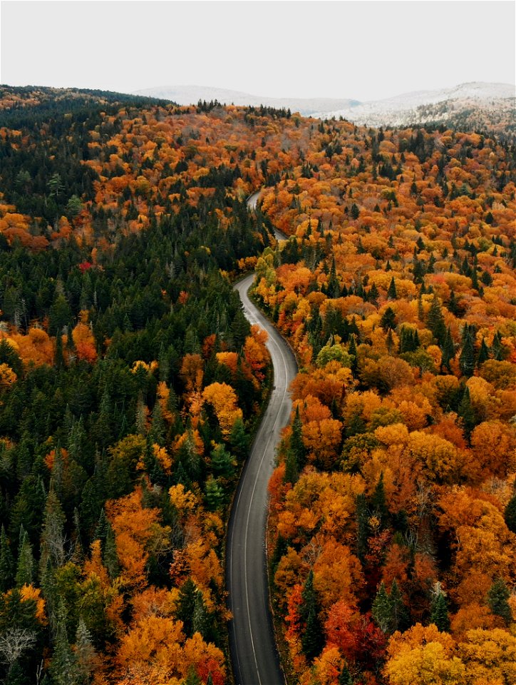 Autumn Forest Road