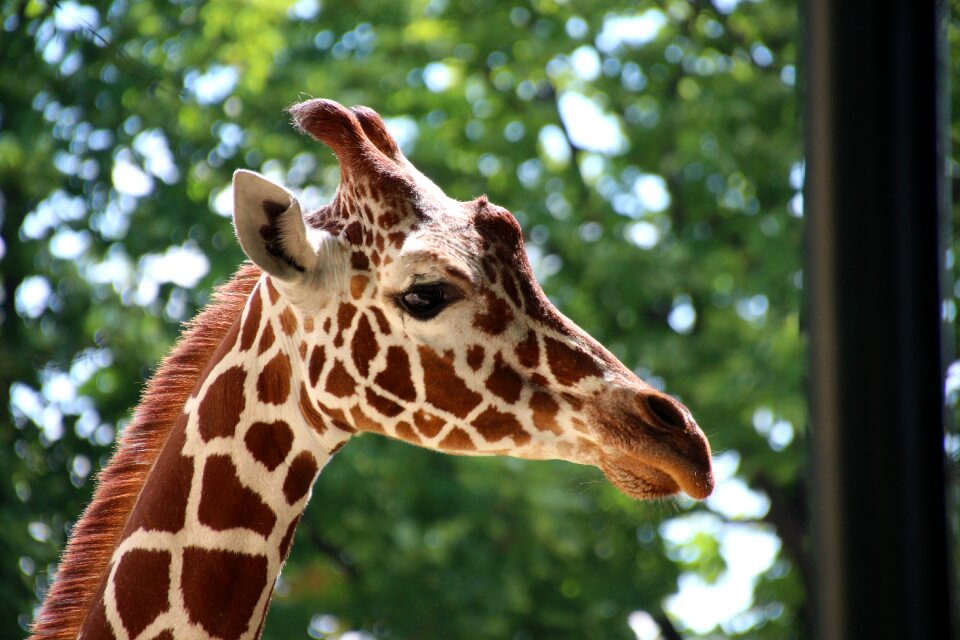 Close up zoo stains