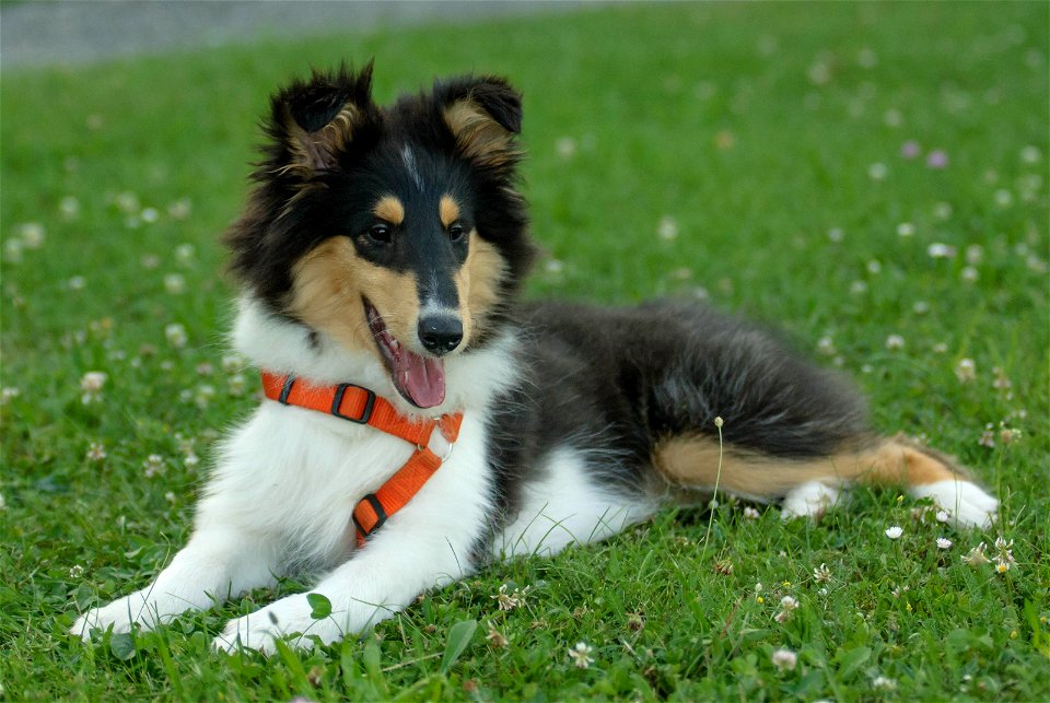 Collie Dog Puppy photo