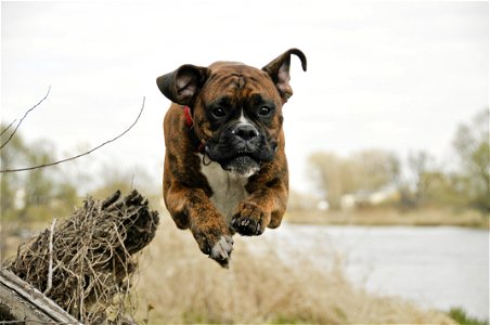 Boxer Dog Animal photo