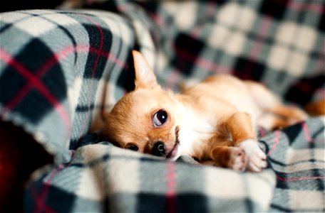 Chihuahua Dog Animal photo