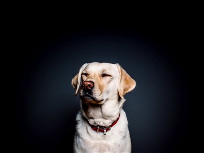 Labrador Retriever Dog Animal photo