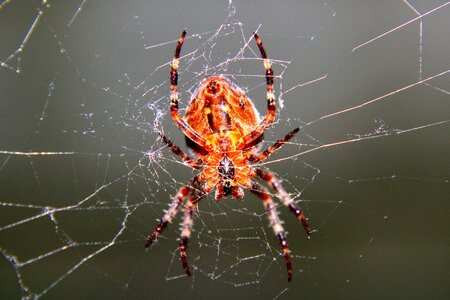 Macro insect fobie