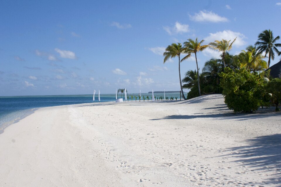 Atoll white sandy beach plant