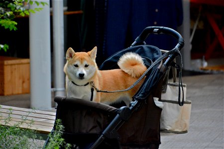 Shiba Inu Dog photo