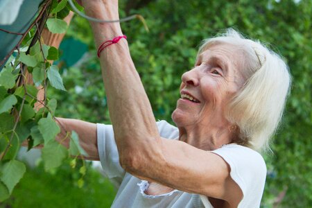 Apple tree harvest collect