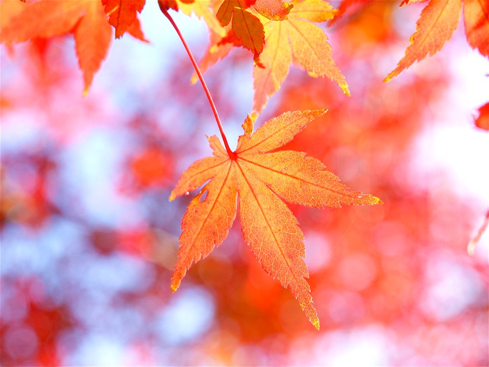 Maple Autumn Leaves photo