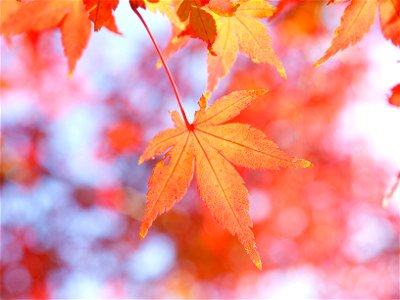Maple Autumn Leaves photo