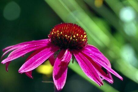 Spring blossom echinacea