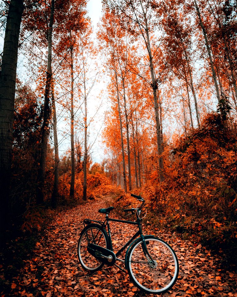 Bicycle Autumn Forest
