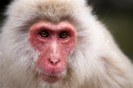 Japanese Macaque Monkey photo