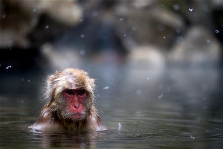 Monkey Hot Springs photo