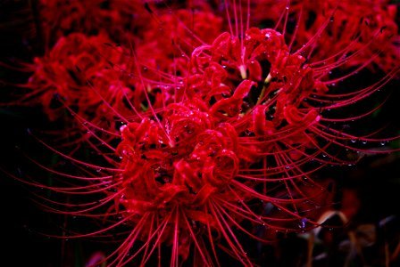 Red Spider Lily Flower