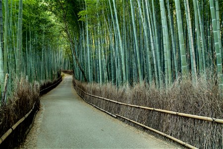 Bamboo Forest Path Kyoto