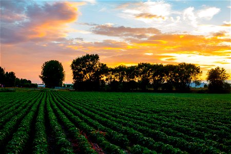Soybean Field Sunset photo