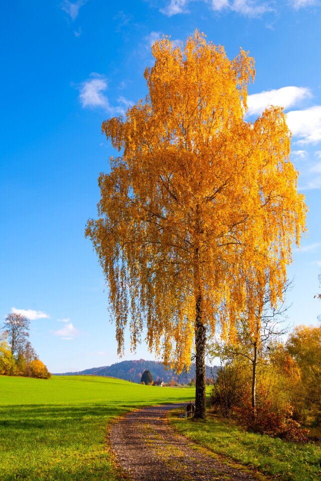 Nature fall color landscape photo