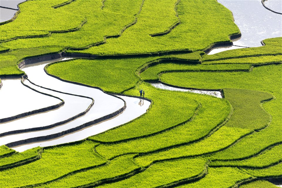 Terraced Rice Fields
