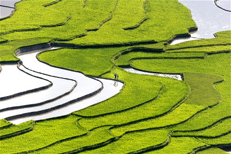 Terraced Rice Fields