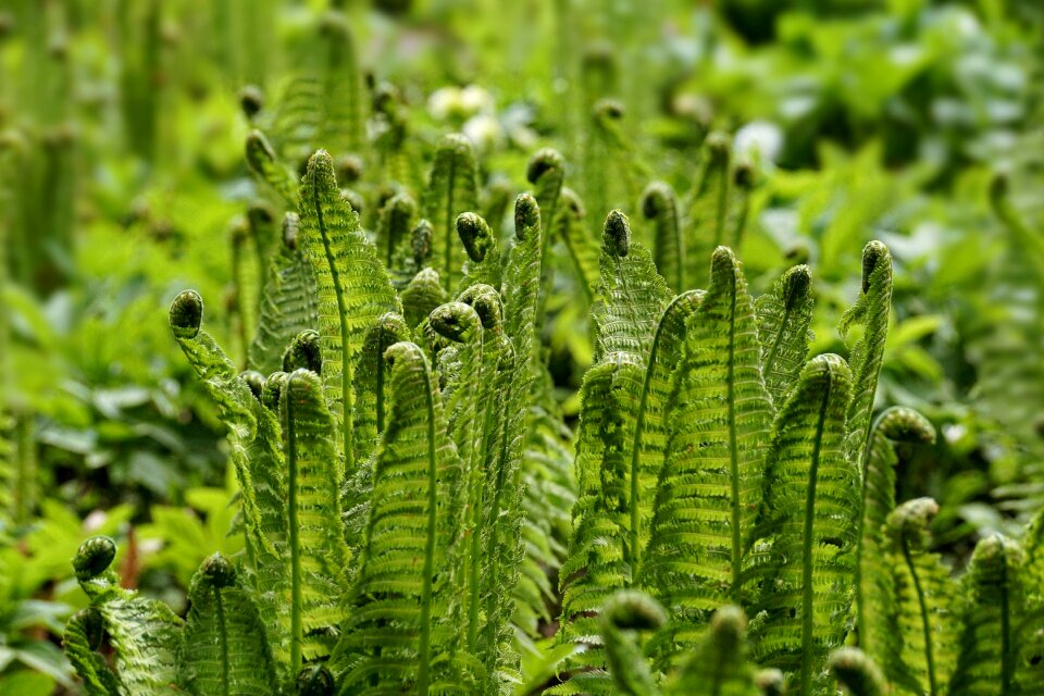 Green plant structure
