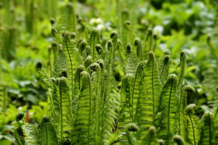 Green plant structure photo