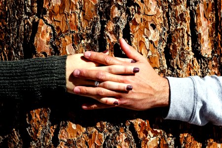 Couple Hands Tree photo