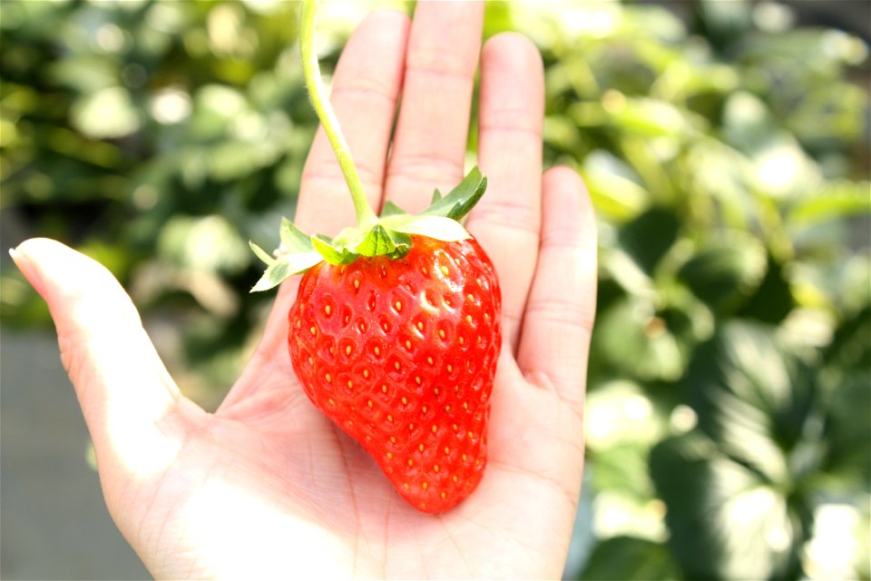 Strawberries Fruits Hand