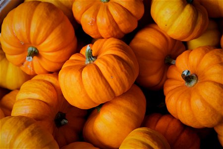 Pumpkins Halloween