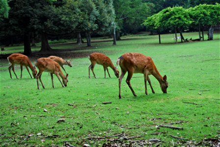 Deers Nara Park photo