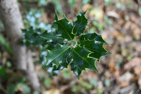 Holly forest nature