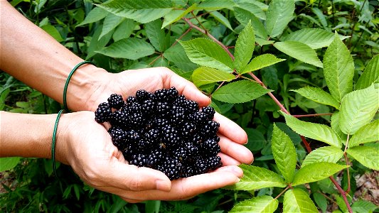 Blackberry Fruits Hand photo