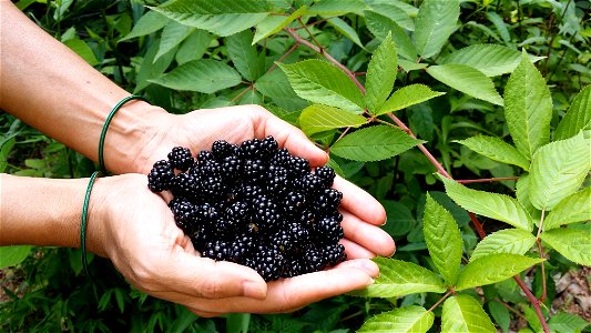 Blackberry Fruits Hand