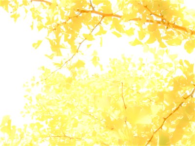 Autumn Ginkgo Leaves