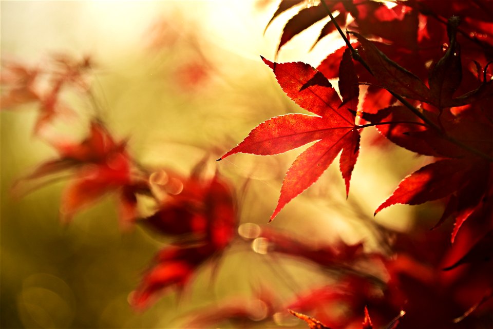 Maple Leaves Autumn