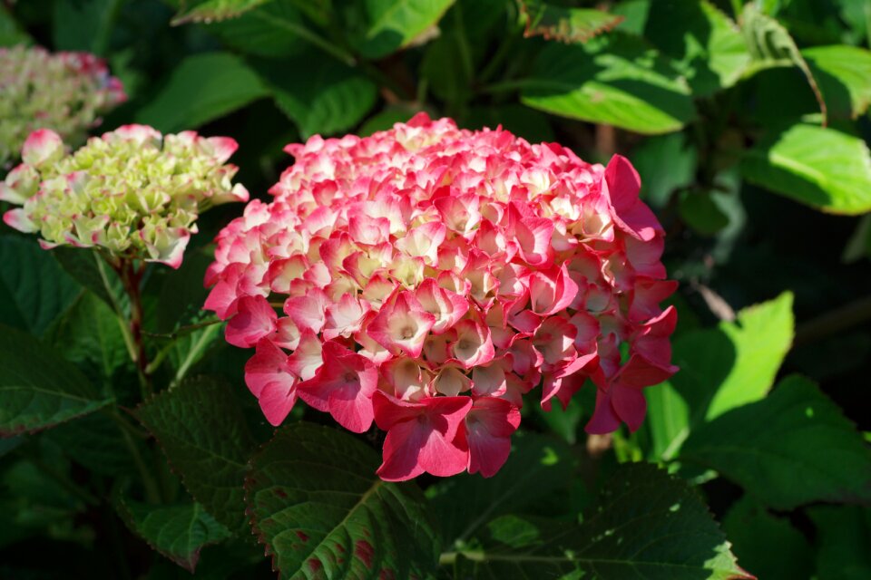 Garden hydrangea flowers beautiful