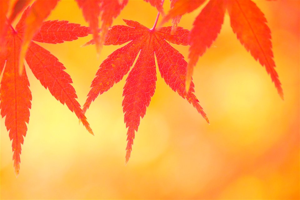 Maple Leaves Autumn
