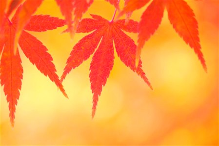 Maple Leaves Autumn