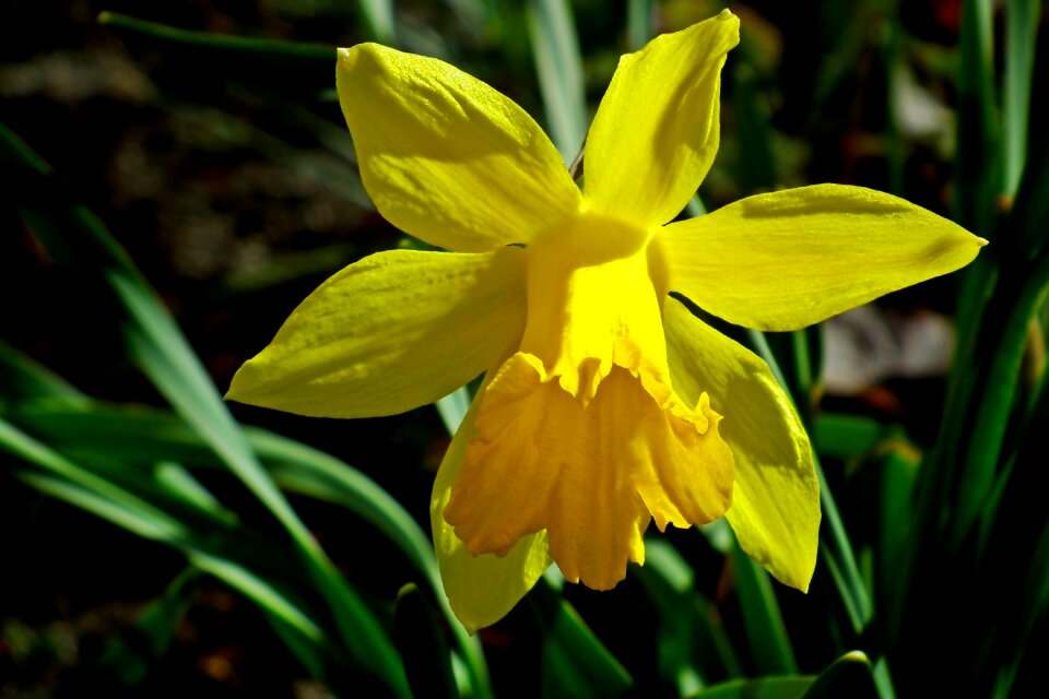 Blooming nature spring