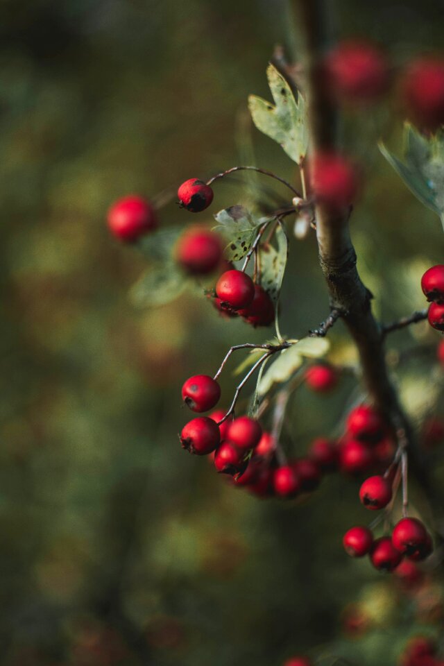 Berries nature close up photo